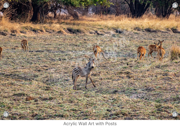 African Safari Wall Art: Baby Zebra Amongst Impala