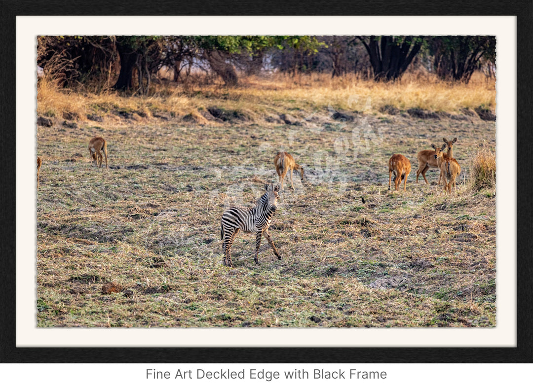 African Safari Wall Art: Baby Zebra Amongst Impala