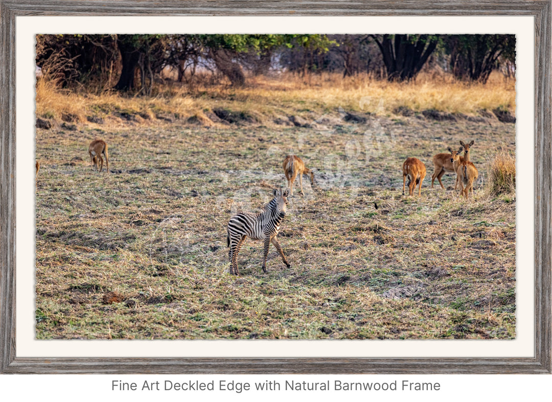 African Safari Wall Art: Baby Zebra Amongst Impala