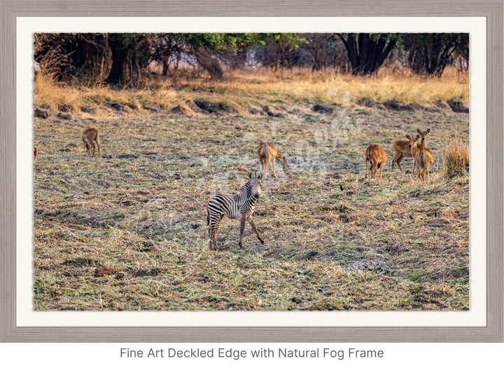 African Safari Wall Art: Baby Zebra Amongst Impala