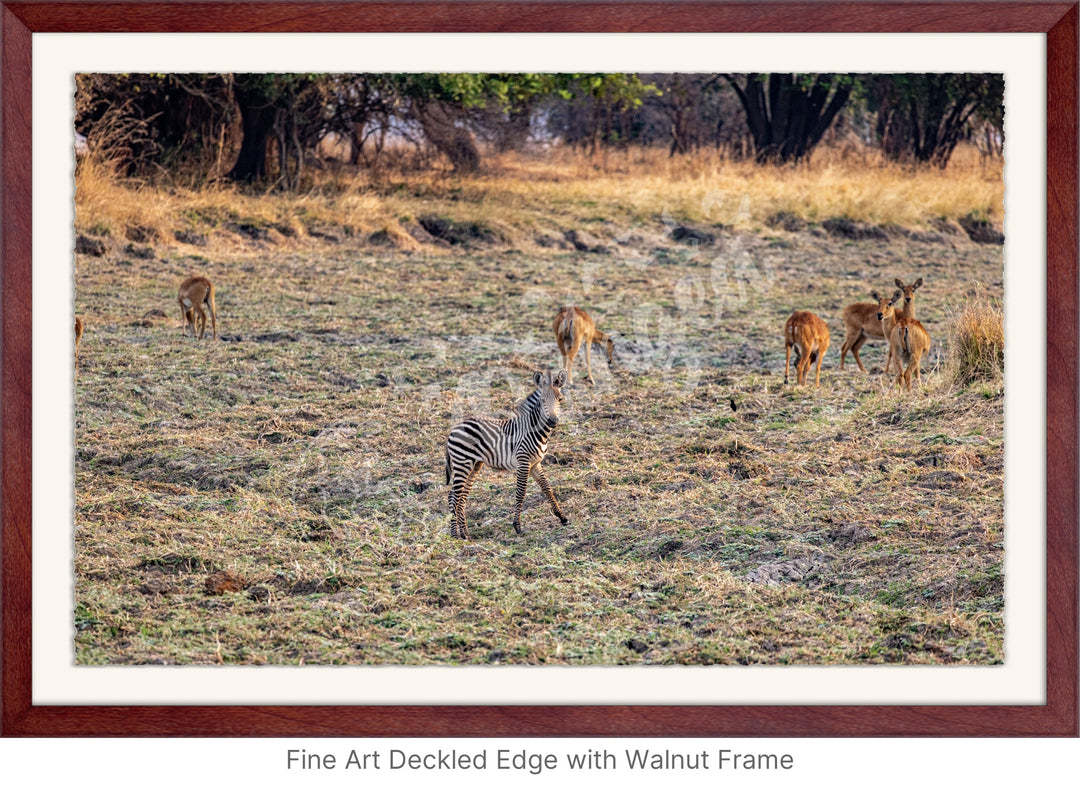 African Safari Wall Art: Baby Zebra Amongst Impala