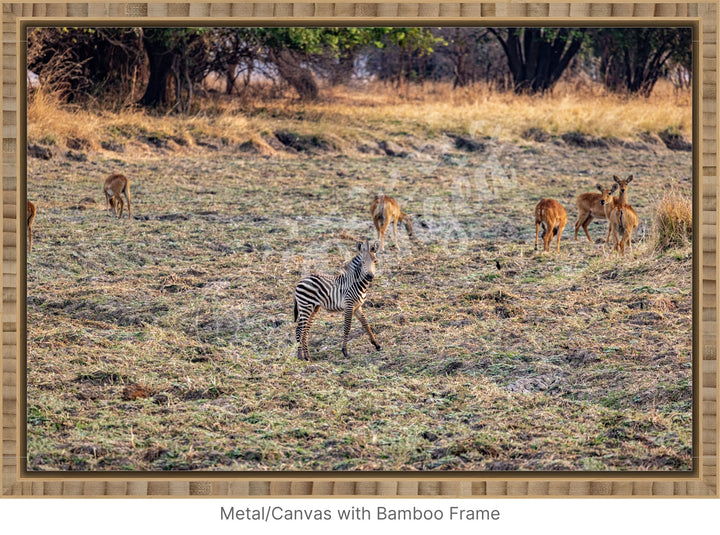 African Safari Wall Art: Baby Zebra Amongst Impala