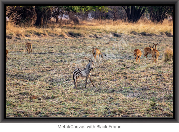 African Safari Wall Art: Baby Zebra Amongst Impala