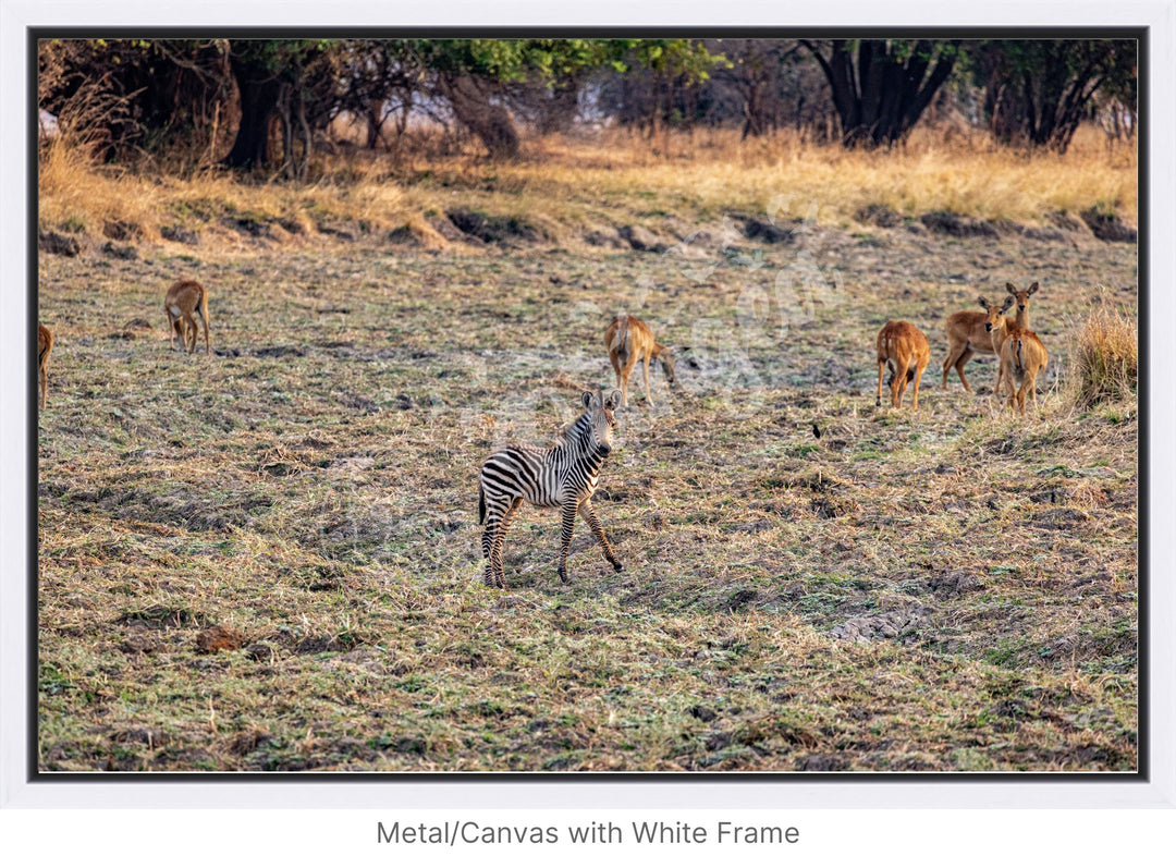 African Safari Wall Art: Baby Zebra Amongst Impala