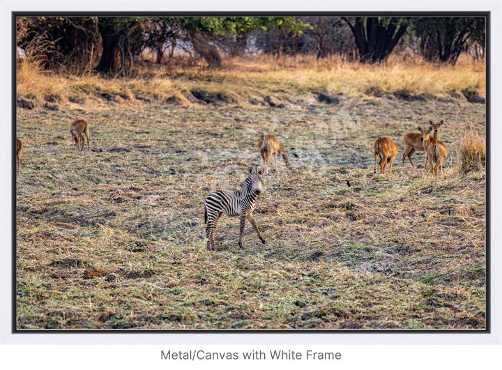 African Safari Wall Art: Baby Zebra Amongst Impala