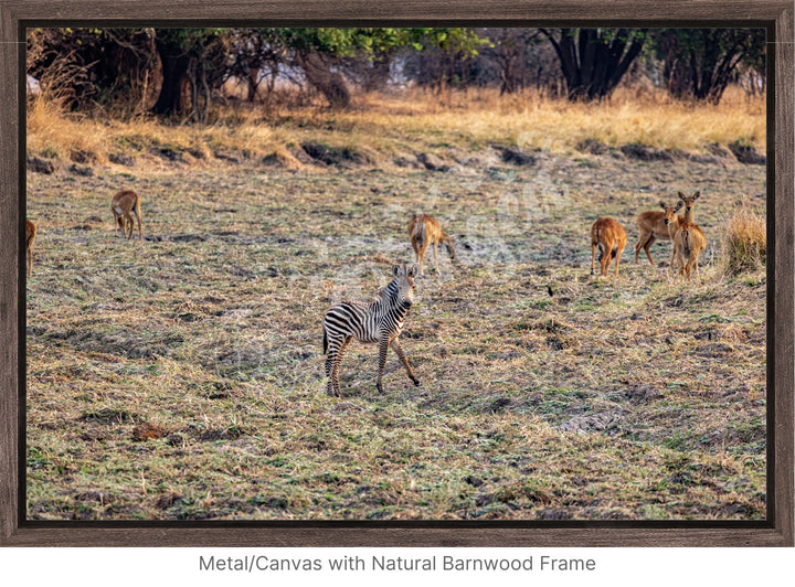 African Safari Wall Art: Baby Zebra Amongst Impala