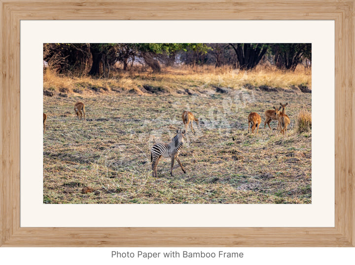 African Safari Wall Art: Baby Zebra Amongst Impala