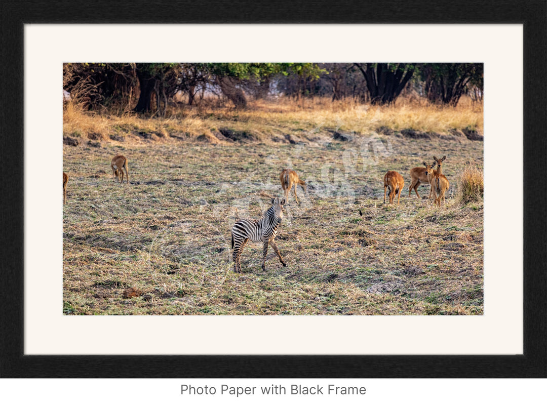 African Safari Wall Art: Baby Zebra Amongst Impala