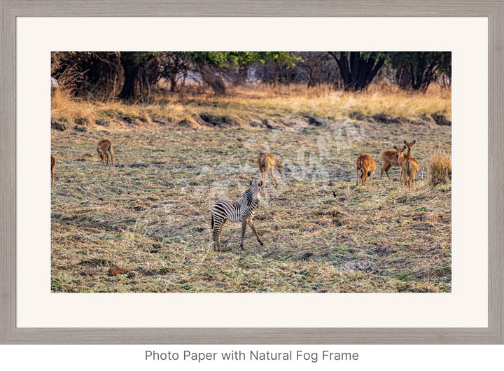 African Safari Wall Art: Baby Zebra Amongst Impala