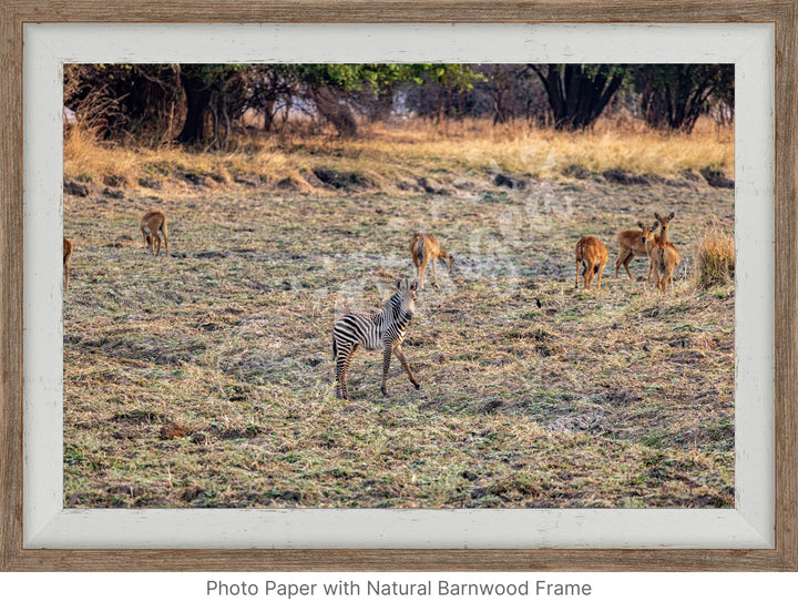 African Safari Wall Art: Baby Zebra Amongst Impala