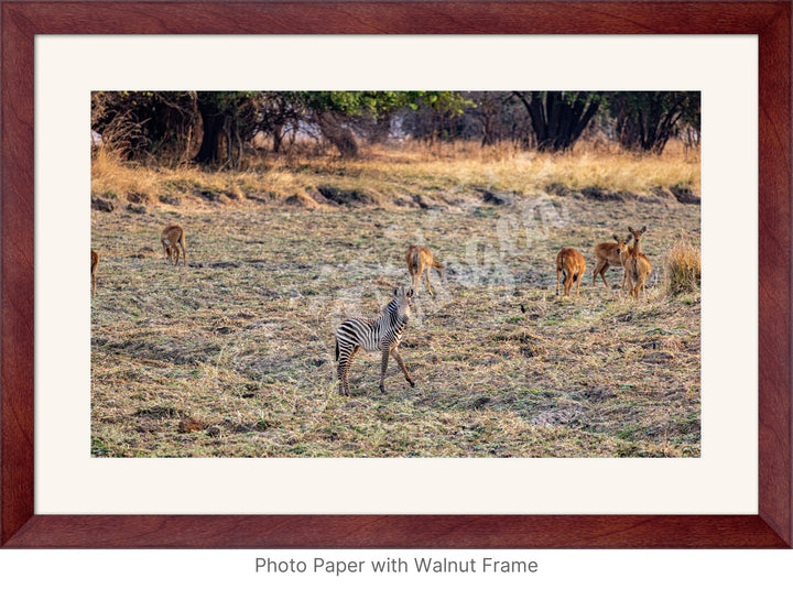 African Safari Wall Art: Baby Zebra Amongst Impala