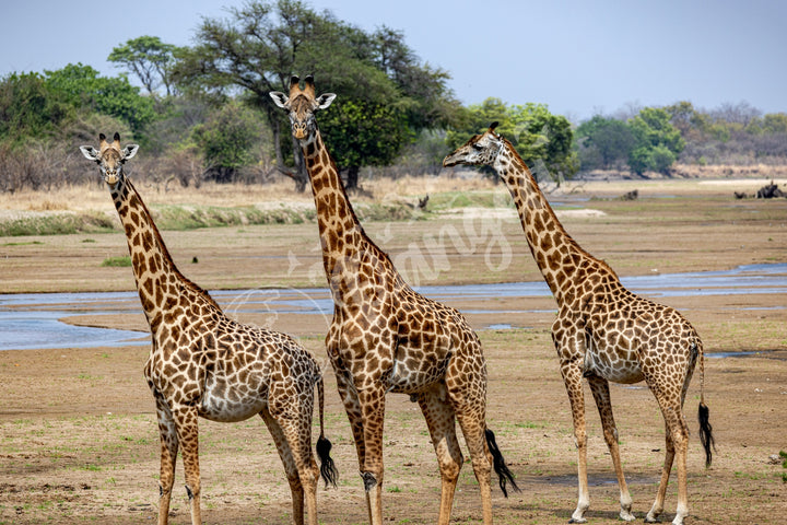 African Safari Wall Art: Onlooking Giraffes