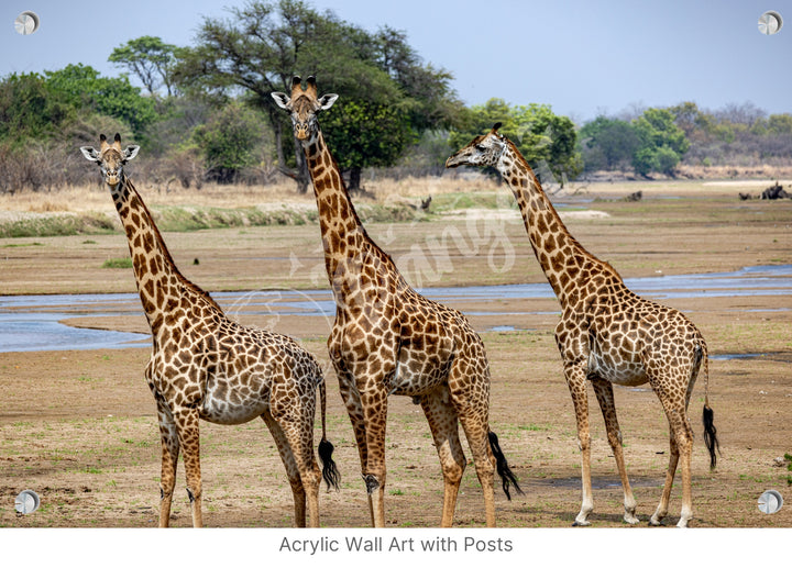 African Safari Wall Art: Onlooking Giraffes