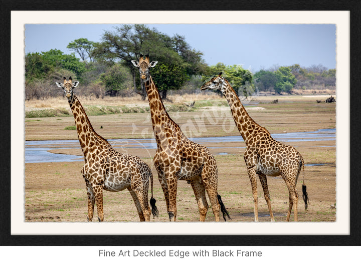 African Safari Wall Art: Onlooking Giraffes