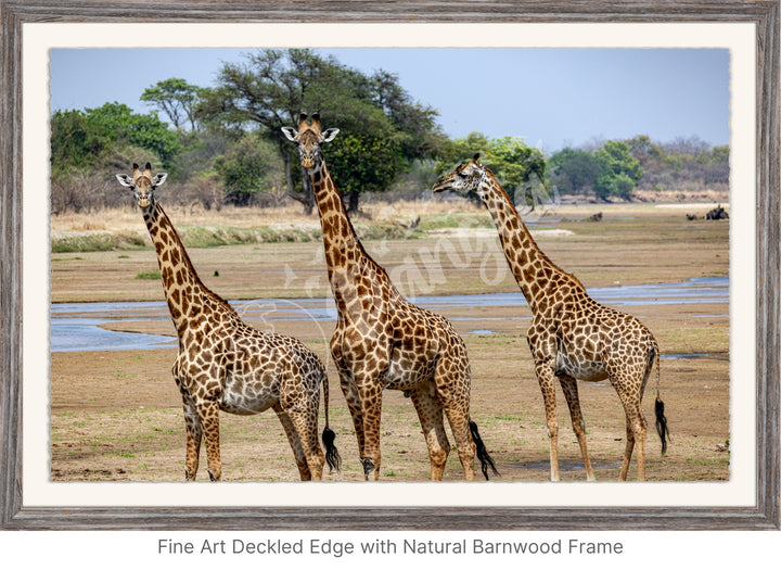 African Safari Wall Art: Onlooking Giraffes