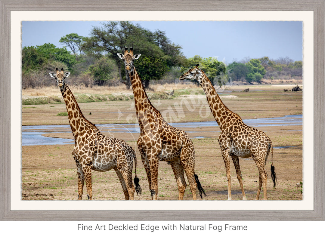 African Safari Wall Art: Onlooking Giraffes