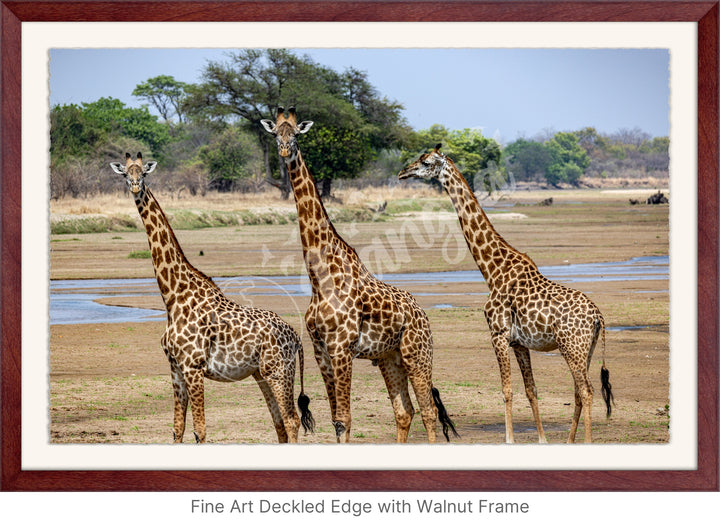 African Safari Wall Art: Onlooking Giraffes