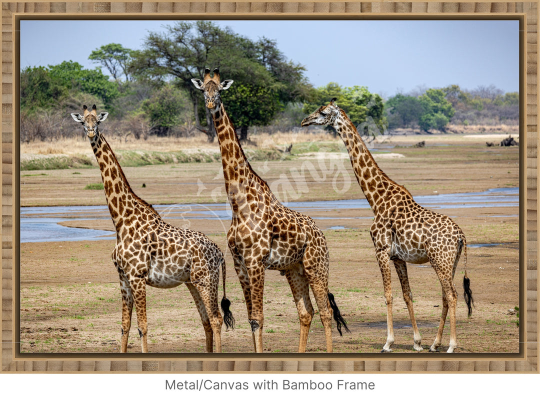 African Safari Wall Art: Onlooking Giraffes