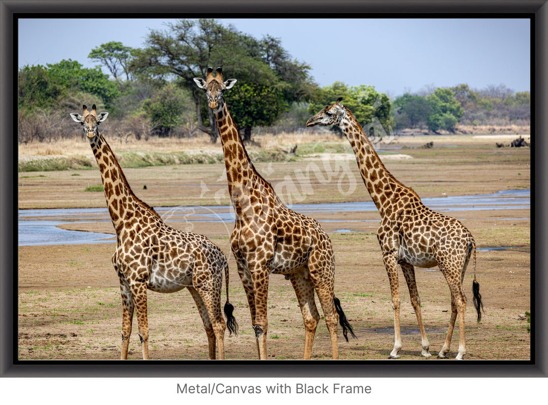 African Safari Wall Art: Onlooking Giraffes