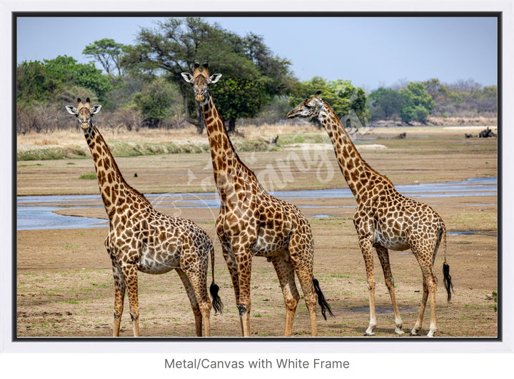 African Safari Wall Art: Onlooking Giraffes