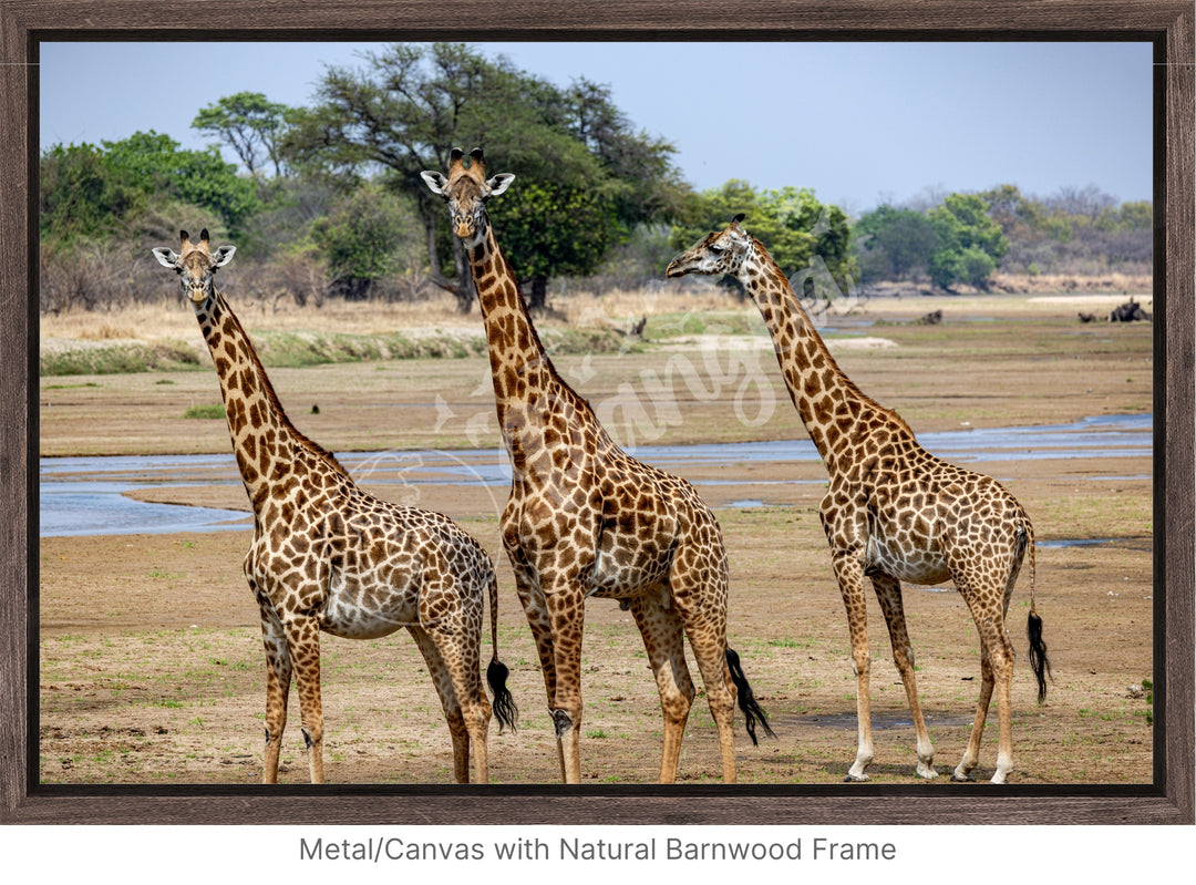 African Safari Wall Art: Onlooking Giraffes