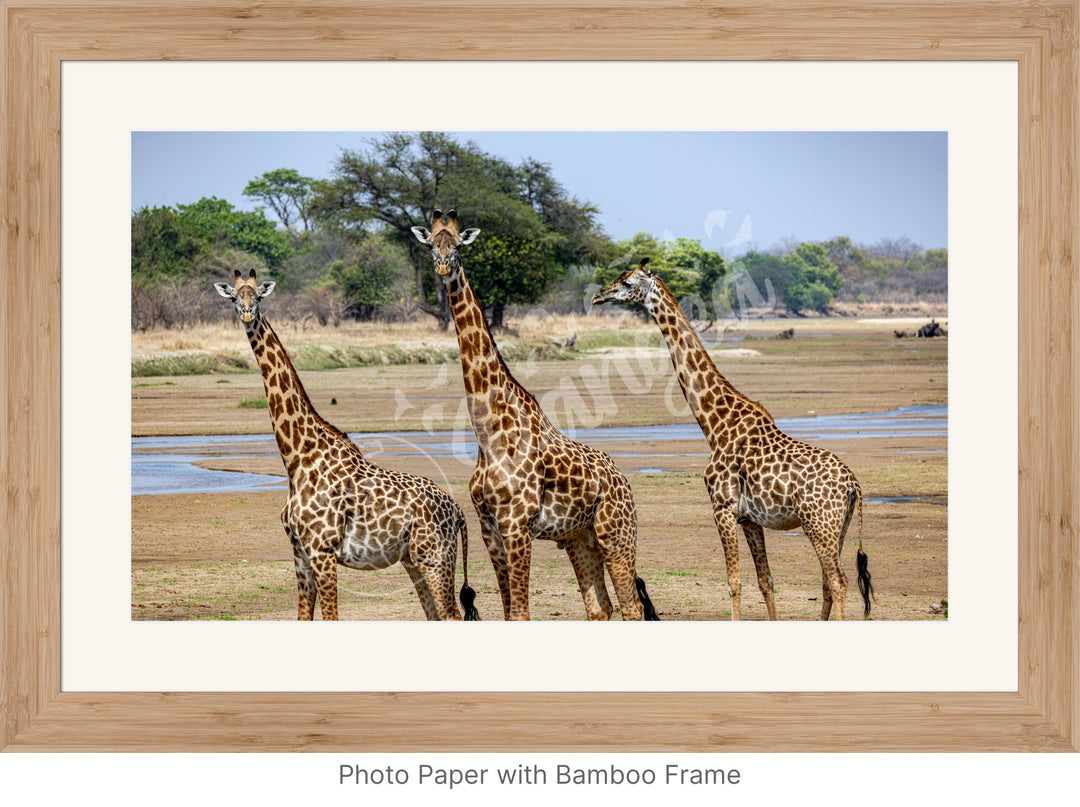 African Safari Wall Art: Onlooking Giraffes