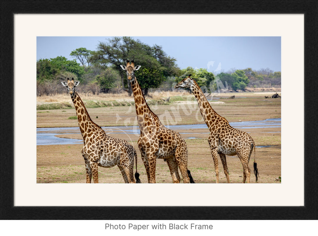 African Safari Wall Art: Onlooking Giraffes