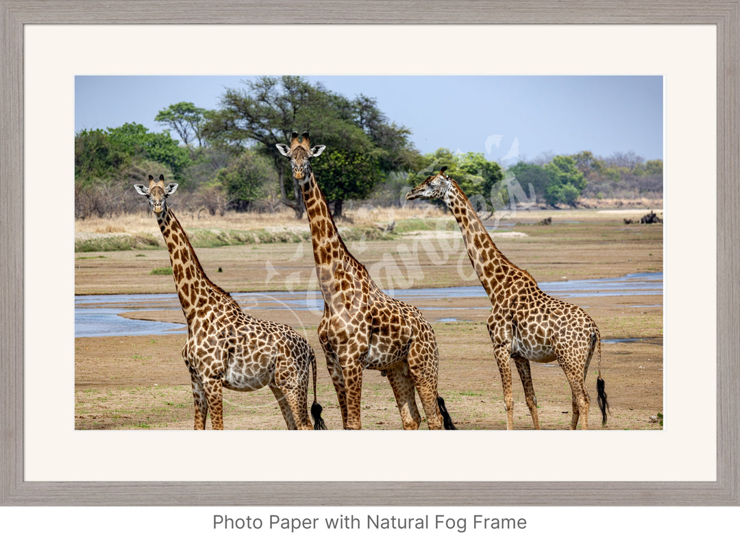 African Safari Wall Art: Onlooking Giraffes