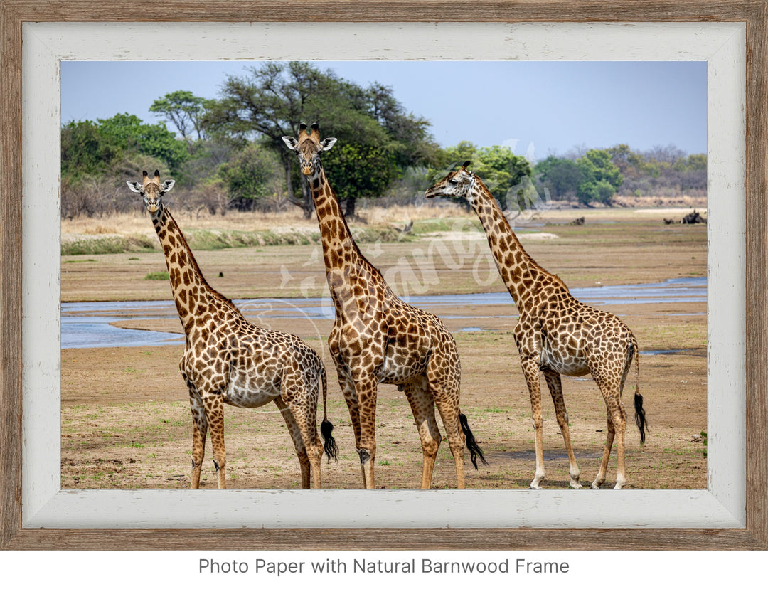 African Safari Wall Art: Onlooking Giraffes