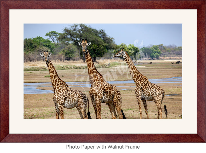 African Safari Wall Art: Onlooking Giraffes