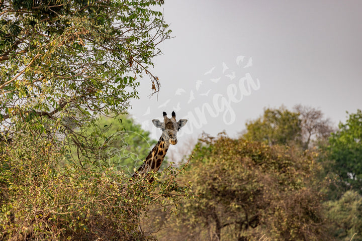 African Safari Wall Art: Curious Giraffe