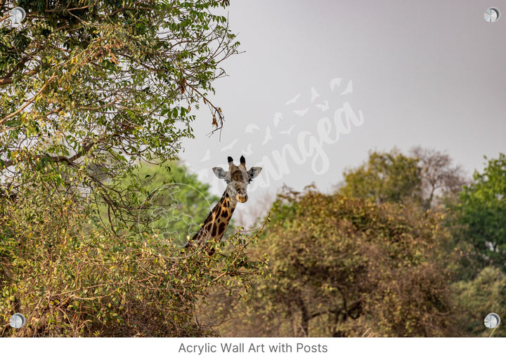 African Safari Wall Art: Curious Giraffe