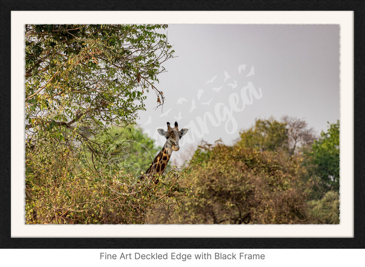 African Safari Wall Art: Curious Giraffe