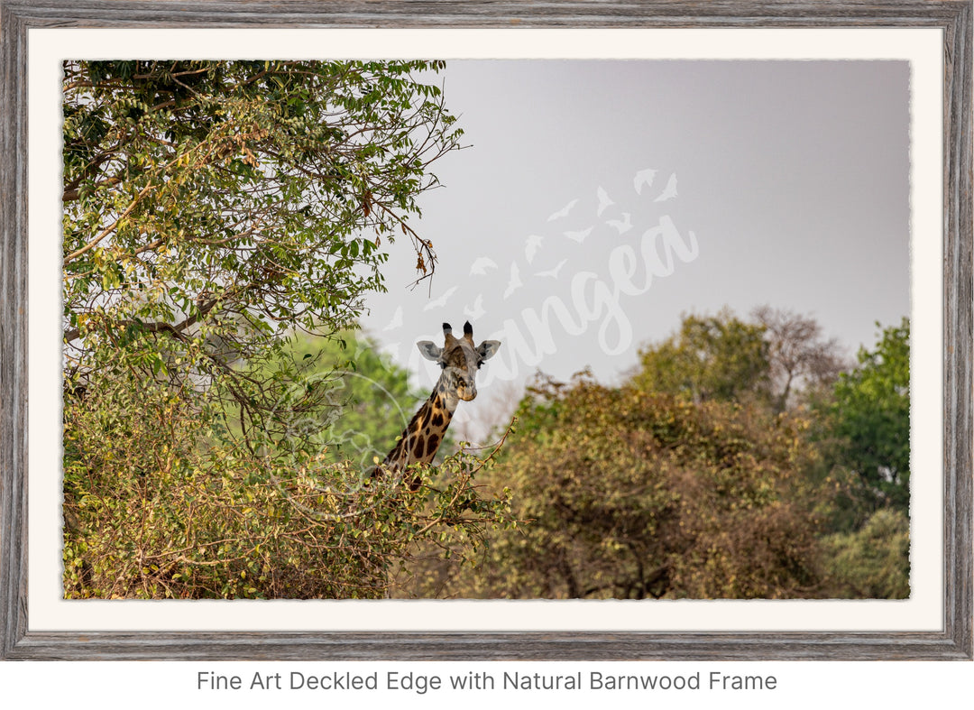 African Safari Wall Art: Curious Giraffe