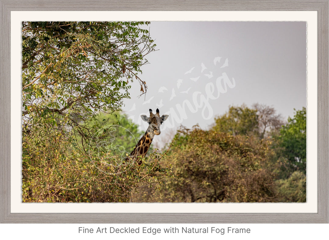 African Safari Wall Art: Curious Giraffe