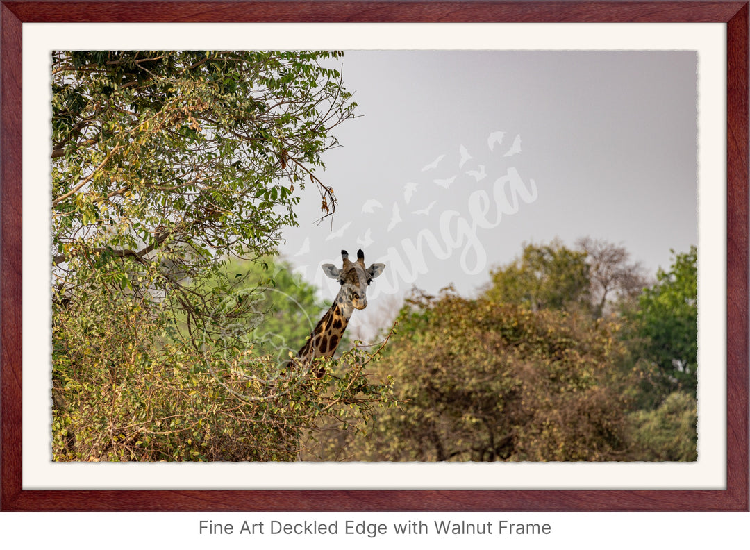 African Safari Wall Art: Curious Giraffe