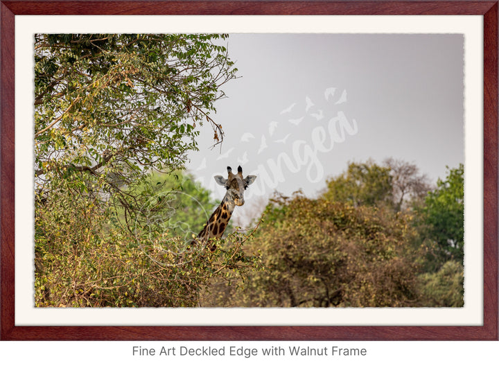 African Safari Wall Art: Curious Giraffe