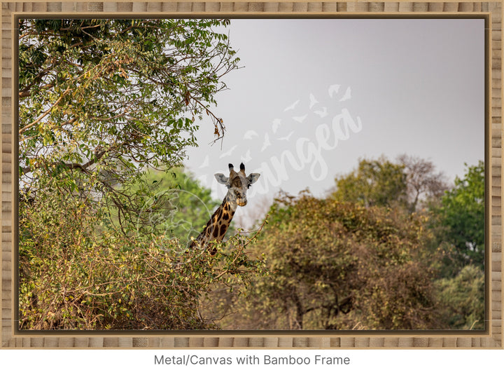 African Safari Wall Art: Curious Giraffe