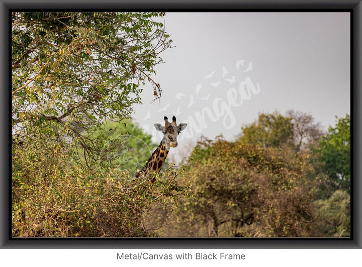 African Safari Wall Art: Curious Giraffe