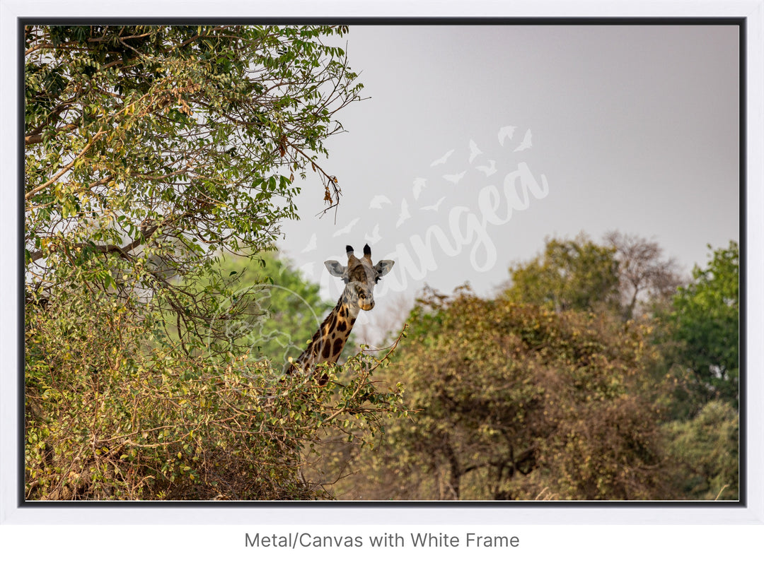 African Safari Wall Art: Curious Giraffe