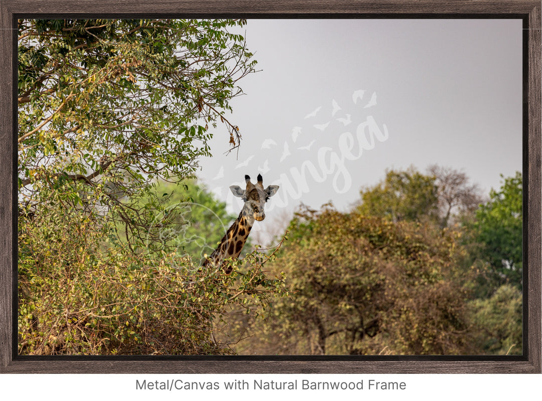 African Safari Wall Art: Curious Giraffe