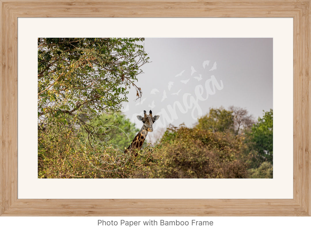 African Safari Wall Art: Curious Giraffe