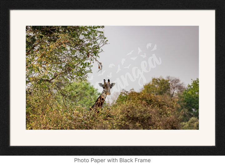 African Safari Wall Art: Curious Giraffe