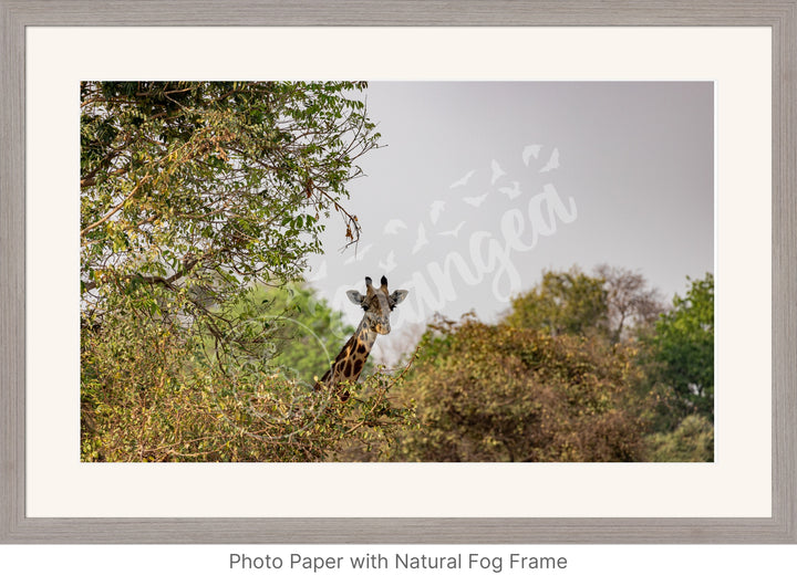 African Safari Wall Art: Curious Giraffe