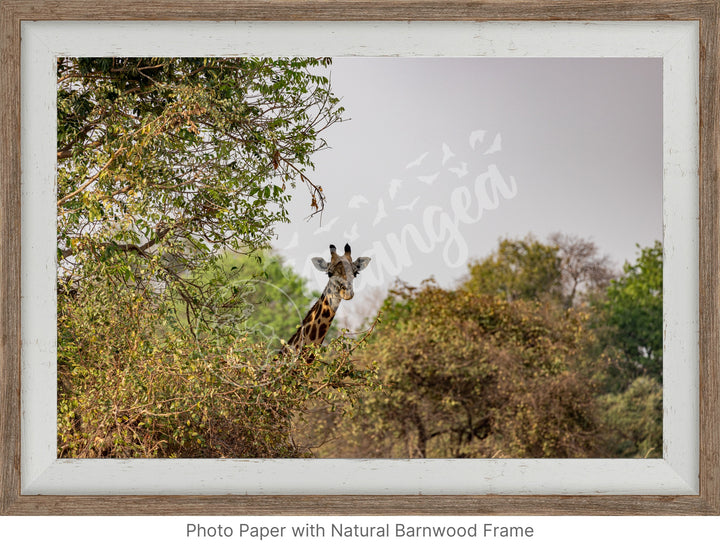 African Safari Wall Art: Curious Giraffe