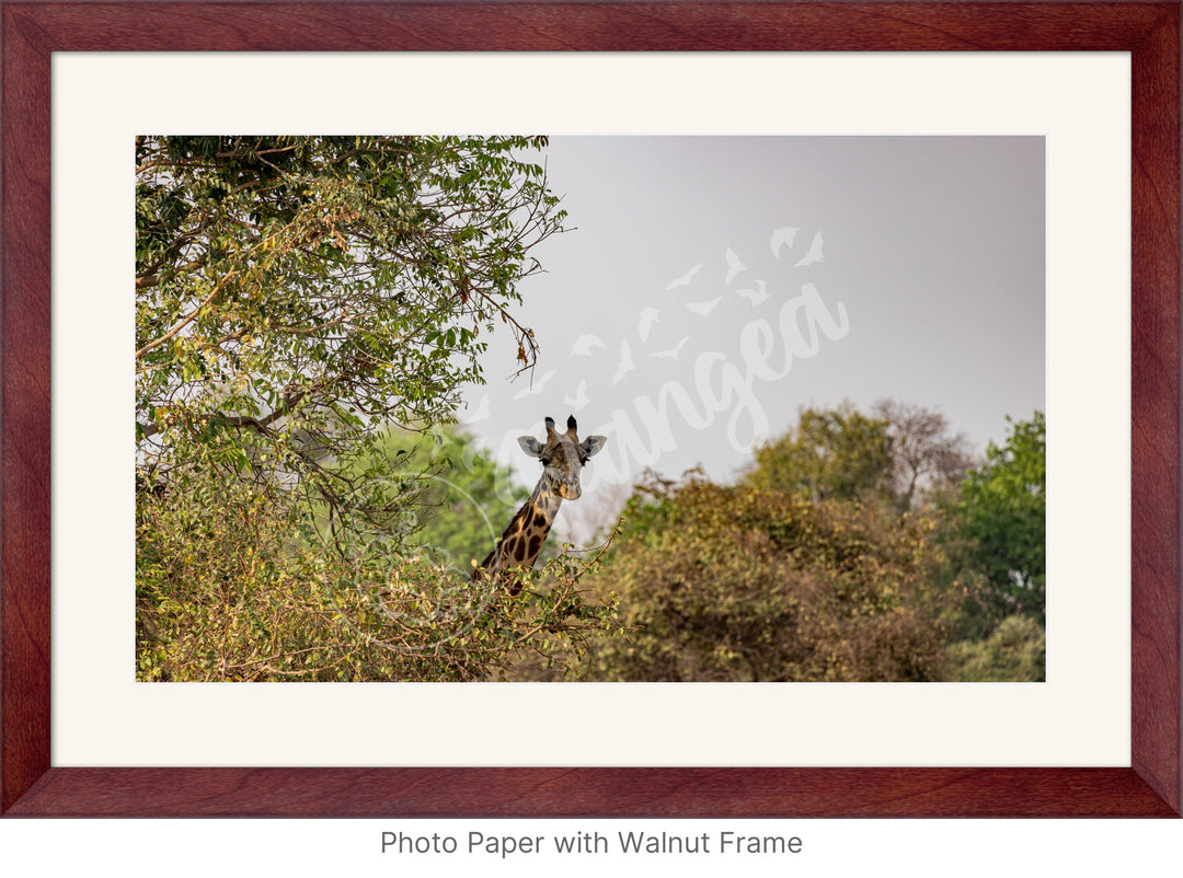 African Safari Wall Art: Curious Giraffe