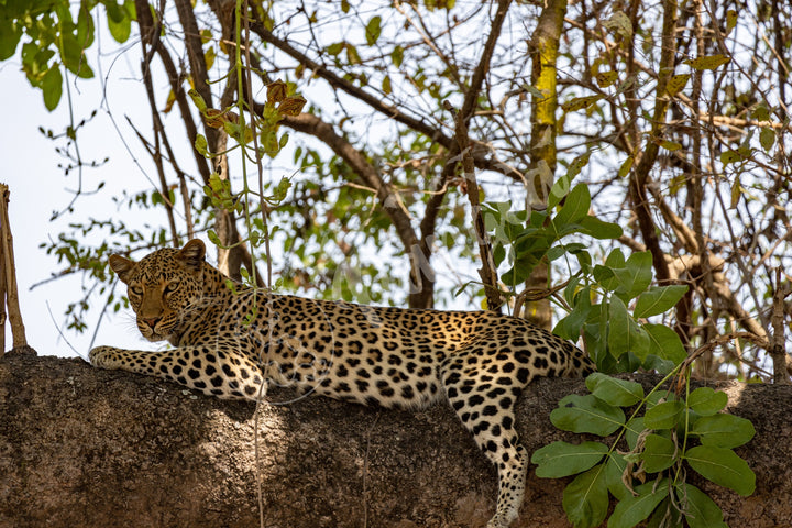 African Safari Wall Art: The Leopard