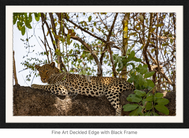 African Safari Wall Art: Inquisitive Leopard