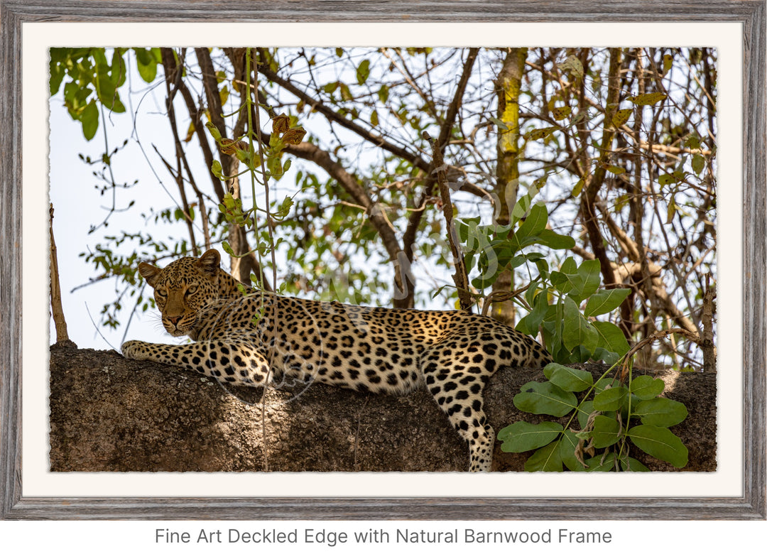 African Safari Wall Art: Inquisitive Leopard