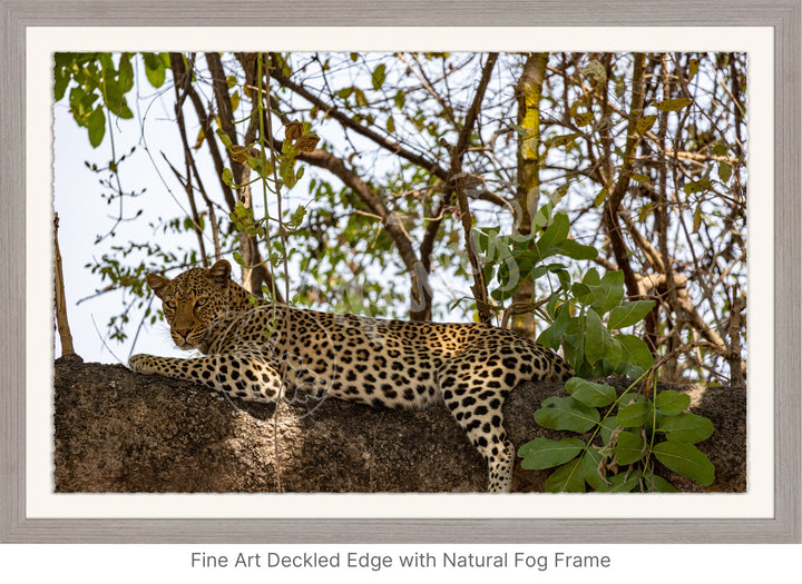 African Safari Wall Art: Inquisitive Leopard